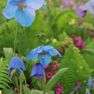 Meconopsis 'Bobby Masterton', Himalayan Poppy 'Bobby Masterton', Blue Poppy 'Bobby Masterton', Tibetan Poppy  'Bobby Masterton', Himalayan Blue Poppy 'Bobby Masterton', Meconopsis grandis 'Betty Sherriff's Dream Poppy', Blue Poppies