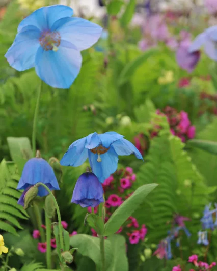 Meconopsis 'Bobby Masterton', Himalayan Poppy 'Bobby Masterton', Blue Poppy 'Bobby Masterton', Tibetan Poppy  'Bobby Masterton', Himalayan Blue Poppy 'Bobby Masterton', Meconopsis grandis 'Betty Sherriff's Dream Poppy', Blue Poppies