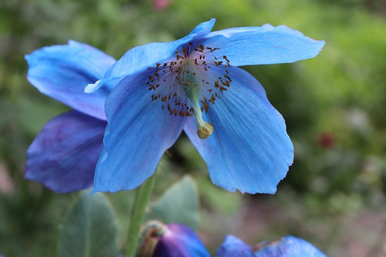 Meconopsis grandis, Himalayan Poppy, Himalayan Blue Poppy, Blue Poppy, Tibetan Poppy, blue flowers