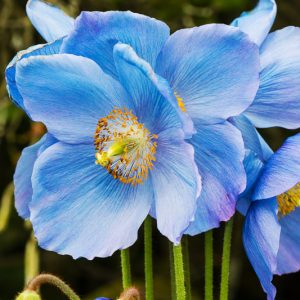 Meconopsis 'Jimmy Bayne', Himalayan Poppy 'Jimmy Bayne', Blue Poppy 'Jimmy Bayne', Tibetan Poppy  'Jimmy Bayne', Himalayan Blue Poppy 'Jimmy Bayne', Meconopsis × sheldonii 'Jimmy Bayne'', Blue Poppies