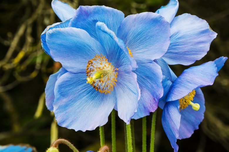 Meconopsis 'Jimmy Bayne', Himalayan Poppy 'Jimmy Bayne', Blue Poppy 'Jimmy Bayne', Tibetan Poppy  'Jimmy Bayne', Himalayan Blue Poppy 'Jimmy Bayne', Meconopsis × sheldonii 'Jimmy Bayne'', Blue Poppies