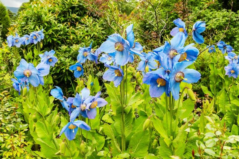 Meconopsis 'Lingholm', Himalayan Poppy 'Lingholm', Blue Poppy 'Lingholm', Tibetan Poppy  'Lingholm', Himalayan Blue Poppy 'Lingholm', Blue Poppies