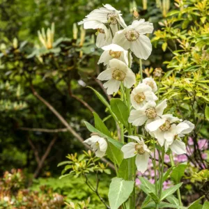 Meconopsis 'Marit', Himalayan Blue Poppy 'Marit', Meconopsis betonicifolia, White Himalayan Poppy