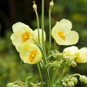 Meconopsis napaulensis, Satin Poppy, Nepal Poppy, Yellow Poppy, Yellow flowers