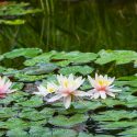 Medium to Large Nymphaea, Medium to Large Waterlily, Medium to Large Water Lily, Hardy Nymphaea, Medium Ponds, Large Ponds