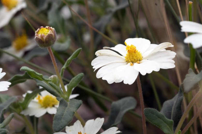 Melampodium leucanthum,Blackfoot Daisy, Rock Daisy, Plains Blackfoot, Arnica, White Flowers, White Daisy