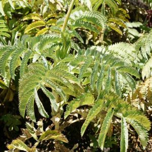 Melianthus major, Honey Flower, Honey Bush, Great Honey Flower,