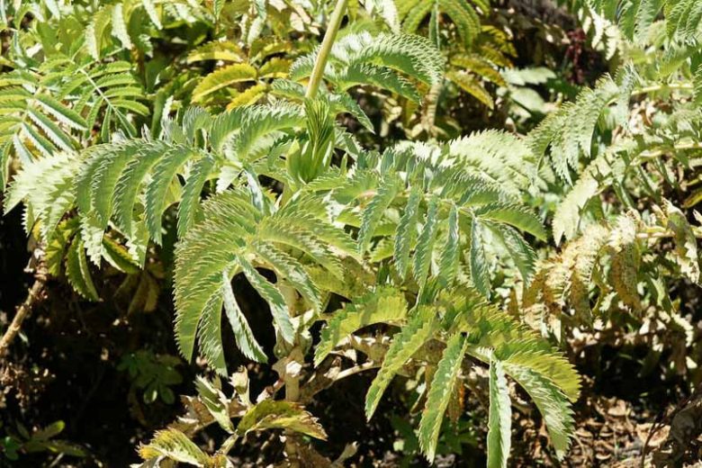 Melianthus major, Honey Flower, Honey Bush, Great Honey Flower,