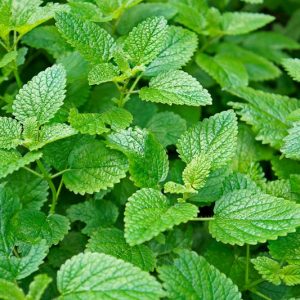 Melissa officinalis, Lemon Balm, Balm, Balm Leaf, Balm Oil Plant, Barm Leaf, Bee Balm, Dropsywort, Honey Plant, Pimentary, Sweet Balm, Sweet Mary, Tea Balm