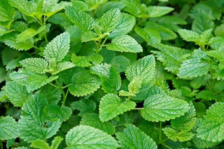 Melissa officinalis, Lemon Balm, Balm, Balm Leaf, Balm Oil Plant, Barm Leaf, Bee Balm, Dropsywort, Honey Plant, Pimentary, Sweet Balm, Sweet Mary, Tea Balm