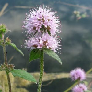 Mentha aquatica, Water Mint, Fish Mint, Bog Plants, Aromatic Plants, Lavender Flowers