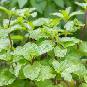 Mentha x piperita, Peppermint, Brandy Mint, Lily-Rail, Lily-Riall, Mentha × piperita 'Peppermint', Mentha 'Peppermint'
