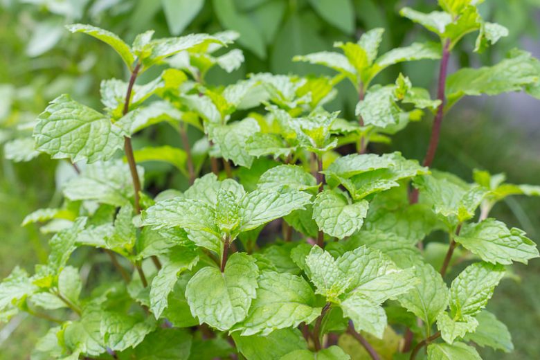 Mentha x piperita, Peppermint, Brandy Mint, Lily-Rail, Lily-Riall, Mentha × piperita 'Peppermint', Mentha 'Peppermint'