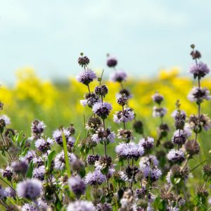 Mentha pulegium, Pennyroyal, Churchwort, Flea Mint, Organ Herb, Pudding Grass