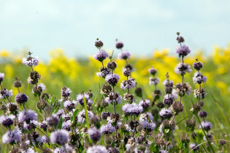 Mentha pulegium, Pennyroyal, Churchwort, Flea Mint, Organ Herb, Pudding Grass