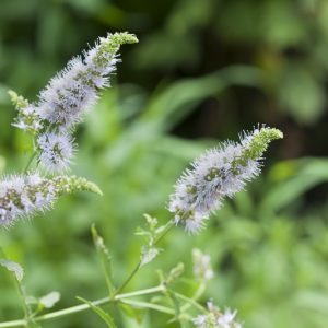 Mentha spicata, Spearmint, Common Mint, Garden Mint, Garden Spearmint, Green Pea Mint, Lamb Mint, Mackerel Mint, Mary's Herb, Sage of Bethlehem