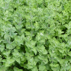 Mentha spicata var. crispa, Curly Spearmint, Suza-Minze, Curly Mint, Mentha spicata 'Crispa', Mentha viridis var. crispa, Mentha crispa