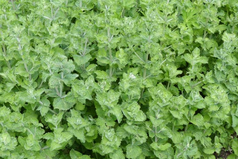 Mentha spicata var. crispa, Curly Spearmint, Suza-Minze, Curly Mint, Mentha spicata 'Crispa', Mentha viridis var. crispa, Mentha crispa