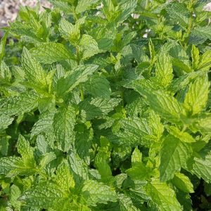 Mentha spicata var. crispa 'Moroccan', Moroccan Mint, Spearmint 'Moroccan', Mentha spicata 'Maroc', Mentha spicata 'Moroccan', Mentha Moroccan mint