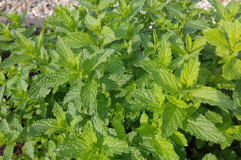 Mentha spicata var. crispa 'Moroccan', Moroccan Mint, Spearmint 'Moroccan', Mentha spicata 'Maroc', Mentha spicata 'Moroccan', Mentha Moroccan mint