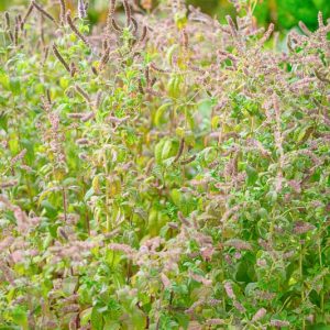 Mentha suaveolens, Apple Mint, Round-Leaved Mint, Woolly Mint, Apple-Scented Mint