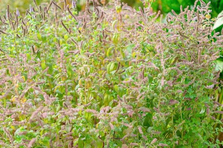 Mentha suaveolens, Apple Mint, Round-Leaved Mint, Woolly Mint, Apple-Scented Mint