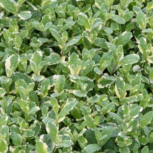 Mentha suaveolens 'Variegata', Pineapple Mint, Variegated Apple Mint, Variegated Round-Leaved Mint