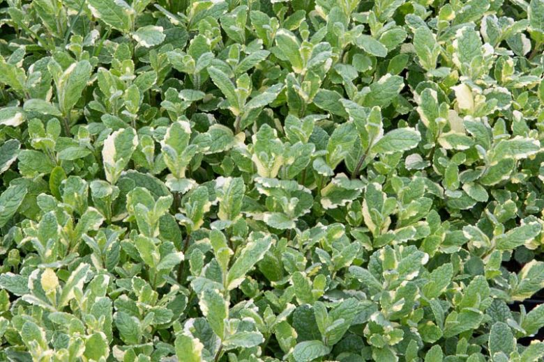 Mentha suaveolens 'Variegata', Pineapple Mint, Variegated Apple Mint, Variegated Round-Leaved Mint