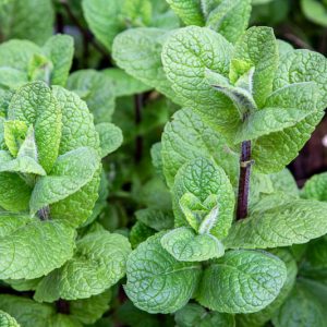 Mentha x villosa, Mojito Mint, Cuban Mint, French Mint, Mentha × villosa 'Cordifolia', Mentha rotundifolia, Mentha cordifolia