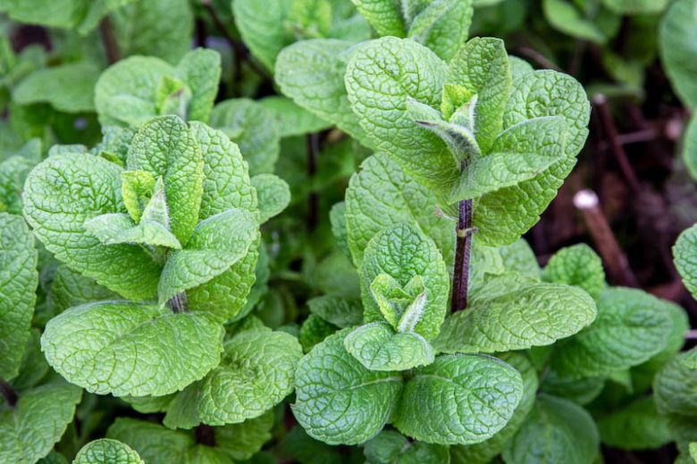 Mentha x villosa, Mojito Mint, Cuban Mint, French Mint, Mentha × villosa 'Cordifolia', Mentha rotundifolia, Mentha cordifolia