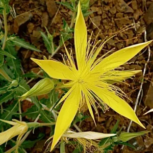 Mentzelia laevicaulis, Smoothstem Blazingstar, Giant Blazing Star, Evening Star, Stick Leaf, Northern Blazing Star, Yellow Shrub, yellow flowers
