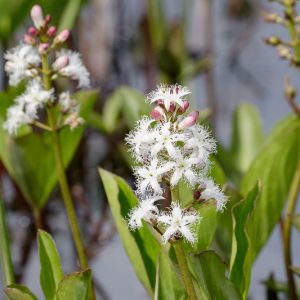 Menyanthes trifoliata, Buckbean, Buck-Bean, Bogbean, Bean Trefoil, Beck Bean, Bitterwort, Bog Hop, Bog Myrtle, Bog Nut, Bog Trefoil, Brook Bean, Marsh Clover, Marsh Trefoil, Water Shamrock, Water Trefoil