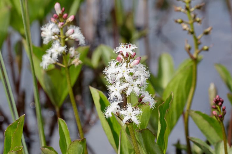 Menyanthes trifoliata, Buckbean, Buck-Bean, Bogbean, Bean Trefoil, Beck Bean, Bitterwort, Bog Hop, Bog Myrtle, Bog Nut, Bog Trefoil, Brook Bean, Marsh Clover, Marsh Trefoil, Water Shamrock, Water Trefoil