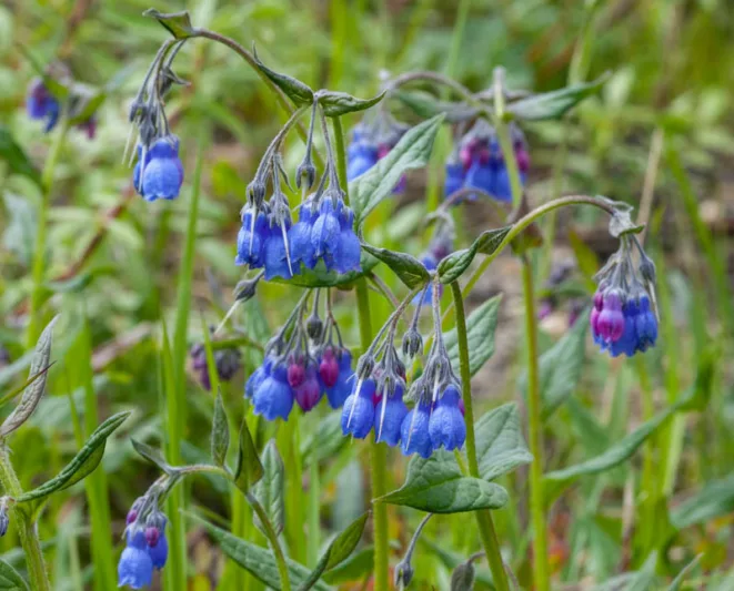 Mertensia paniculata, Tall Bluebells, Tall Lungwort, Blue Flowers, Blue Spring Flowers