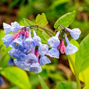 Mertensia virginica, Bluebells, Virginian Bluebells, Blue and Pink Ladies, Blue Iris, Chiming Bells, Kentucky Bluebells, Roanoke Bells, Smooth Lungwort, Tree Lungwort, Virginian Cowslip, Virginian Spiderwort