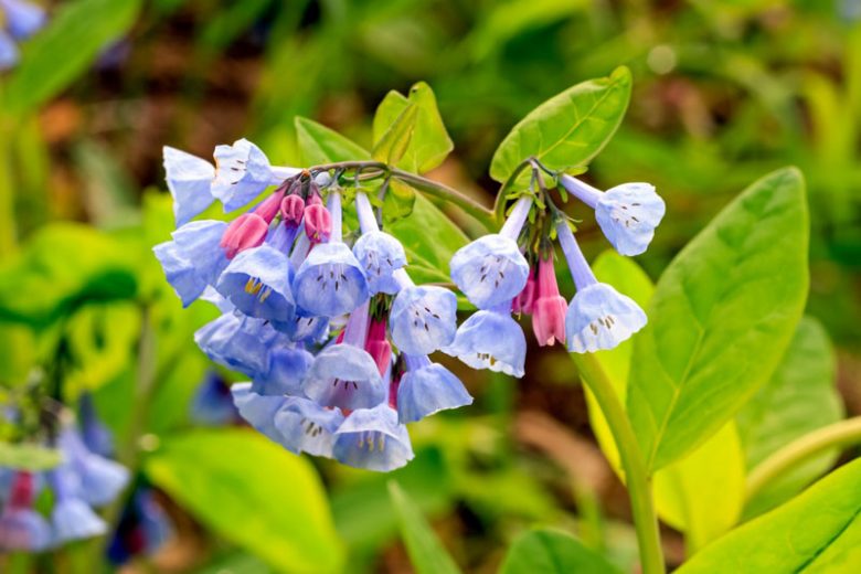 Mertensia virginica, Bluebells, Virginian Bluebells, Blue and Pink Ladies, Blue Iris, Chiming Bells, Kentucky Bluebells, Roanoke Bells, Smooth Lungwort, Tree Lungwort, Virginian Cowslip, Virginian Spiderwort