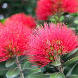 Metrosideros excelsa, New Zealand Fire Tree, New Zealand Christmas Tree, Pohutukawa, Metrosideros tomentosa