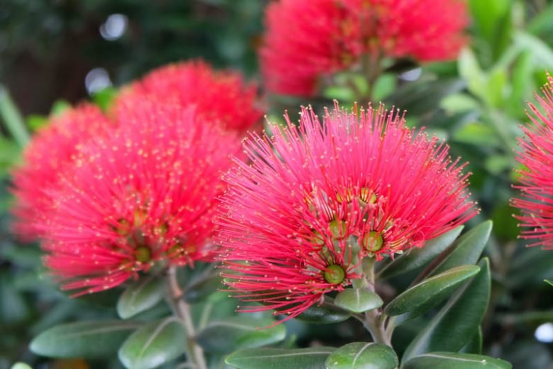 Metrosideros excelsa, New Zealand Fire Tree, New Zealand Christmas Tree, Pohutukawa, Metrosideros tomentosa