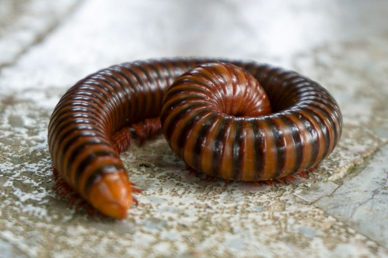 Millipede, Millipedess, Diplopoda, Beneficial Insect