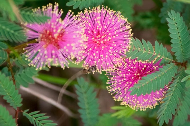 Mimosa quadrivalvis, Fourvalve Mimosa, Florida Sensitive Briar, Leptoglottis floridana, Florida Native Vine, Purple Vine