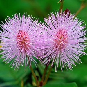 Mimosa strigillosa, Powderpuff, Sunshine Mimosa, Sensitive Plant, Florida Native Vine, Purple Vine
