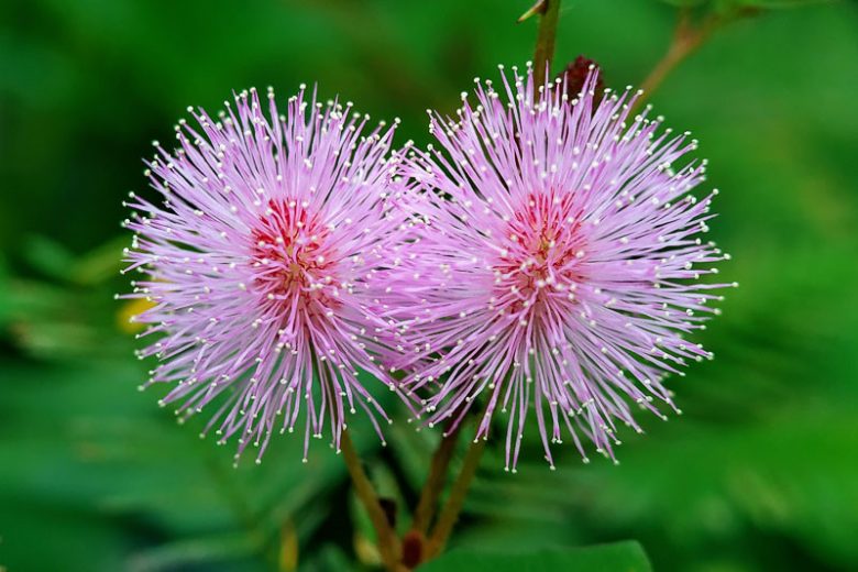 Mimosa strigillosa, Powderpuff, Sunshine Mimosa, Sensitive Plant, Florida Native Vine, Purple Vine