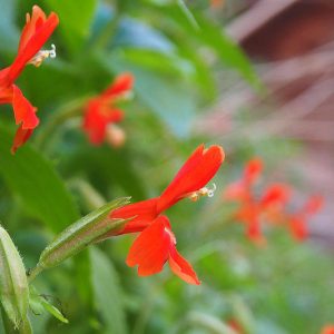 Mimulus cardinalis, Scarlet Monkey Flower, Scarlet Monkeyflower, Cardinal Monkey Flower, Crimson Monkeyflower, Diplacus cardinalis, Red flowers, Southwest natives