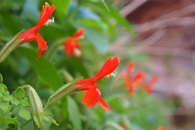 Mimulus cardinalis, Scarlet Monkey Flower, Scarlet Monkeyflower, Cardinal Monkey Flower, Crimson Monkeyflower, Diplacus cardinalis, Red flowers, Southwest natives
