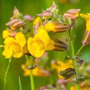 Mimulus guttatus, Yellow Monkeyflower, Golden Monkeyflower, Seep Monkeyflower, Common Monkeyflower, Mimulus langsdorffii, Mimulus luteus, Erythranthe guttata