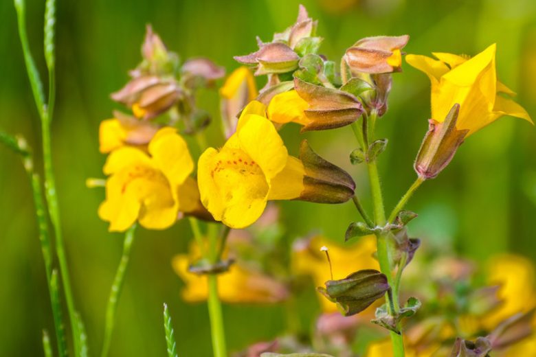 Mimulus guttatus, Yellow Monkeyflower, Golden Monkeyflower, Seep Monkeyflower, Common Monkeyflower, Mimulus langsdorffii, Mimulus luteus, Erythranthe guttata