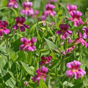 Mimulus cardinalis, Purple Monkey Flower, Great Purple Monkey Flower, Lewis Monkey Flower, Lewis's Monkey Flower, Purple flowers, US native Plants
