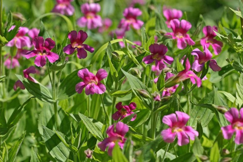 Mimulus cardinalis, Purple Monkey Flower, Great Purple Monkey Flower, Lewis Monkey Flower, Lewis's Monkey Flower, Purple flowers, US native Plants