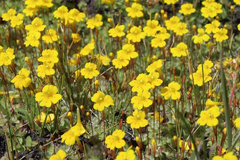 Mimulus primuloides, Primrose Monkey Flower, Yellow Creeping Monkeyflower, Creeping Yellow Monkeyflower, Yellow flowers, California natives,