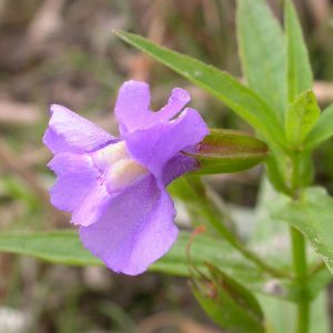 Mimulus ringens, Allegheny Monkey Flower, Allegheny Monkeyflower, Square-stemmed Monkeyflower, Square-stem Monkeyflower, Purple flowers, Southwest natives